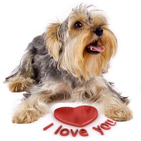 Yorky_Danke.jpg Yorky_Danke.jpg